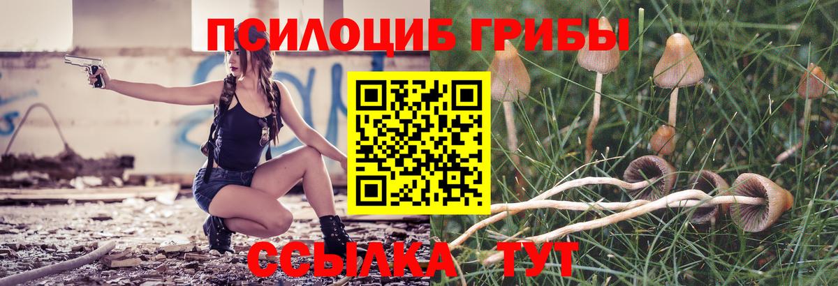 Галлюциногенные грибы Psilocybe Светлоград